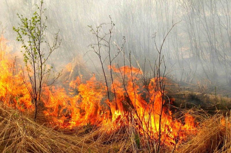 Сотрудники Госпожнадзора за неделю выявили в Забайкалье 4 поджигателей