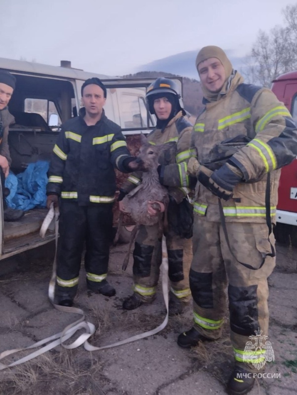 Петровск-Забайкальские пожарные спасли тонувшую в ледяной воде косулю